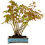Acer palmatum, 26 cm, ± 15 years old, with a nebari of 7 cm