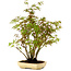 Acer palmatum, 23 cm, ± 15 years old, with a nebari of 6 cm