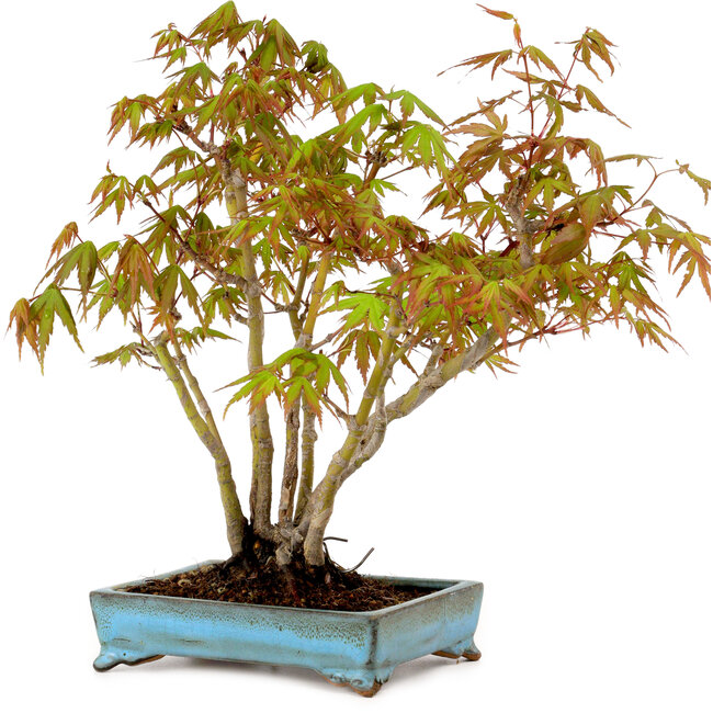 Acer palmatum, 26 cm, ± 15 years old, with a nebari of 7 cm