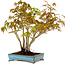Acer palmatum, 26 cm, ± 15 years old, with a nebari of 7 cm