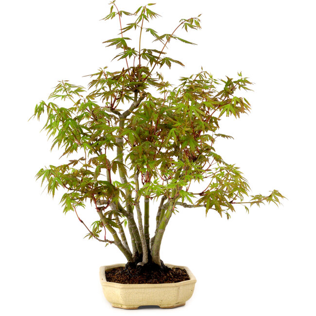 Acer palmatum, 23 cm, ± 15 years old, with a nebari of 6 cm