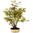 Acer palmatum, 23 cm, ± 15 years old, with a nebari of 6 cm