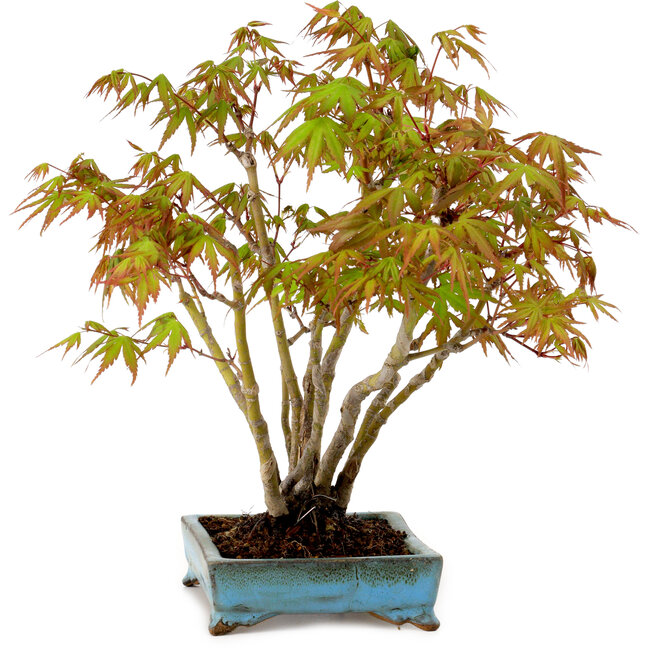 Acer palmatum, 26 cm, ± 15 years old, with a nebari of 7 cm