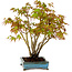 Acer palmatum, 26 cm, ± 15 years old, with a nebari of 7 cm