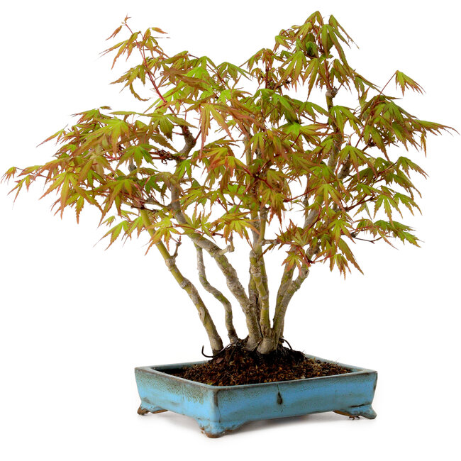 Acer palmatum, 26 cm, ± 15 years old, with a nebari of 7 cm