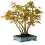 Acer palmatum, 26 cm, ± 15 years old, with a nebari of 7 cm
