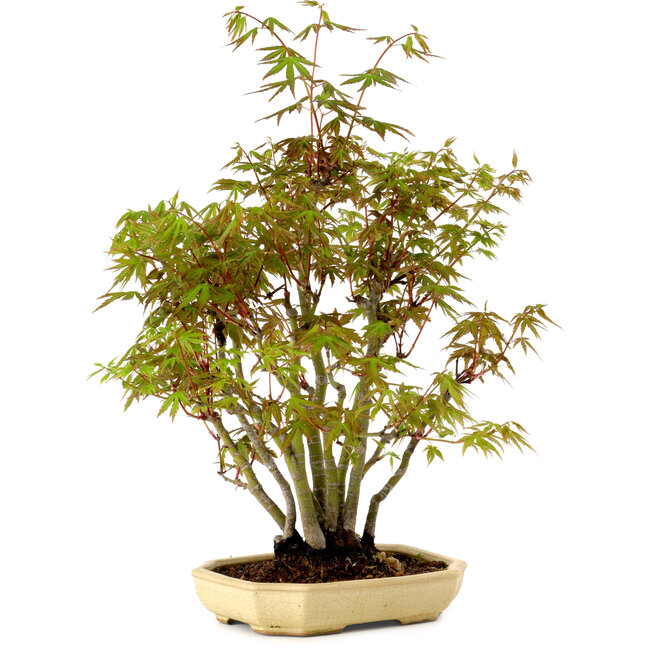 Acer palmatum, 23 cm, ± 15 years old, with a nebari of 6 cm