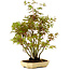Acer palmatum, 23 cm, ± 15 years old, with a nebari of 6 cm