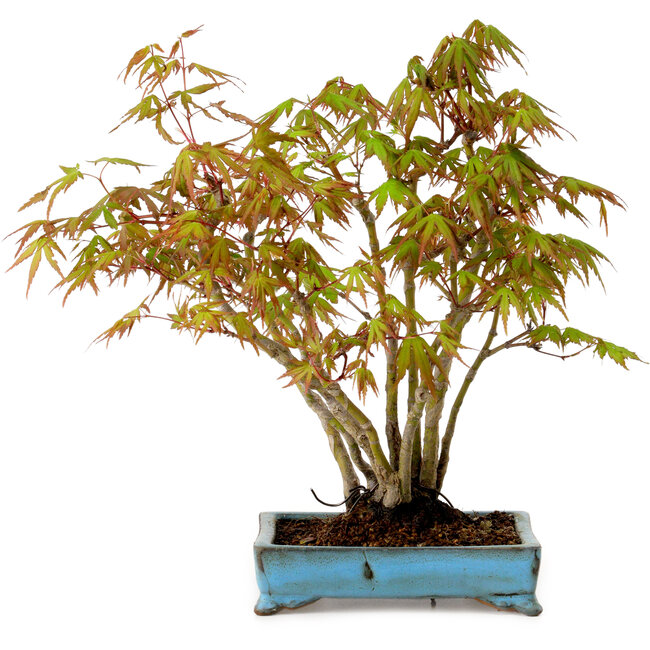 Acer palmatum, 26 cm, ± 15 years old, with a nebari of 7 cm