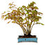 Acer palmatum, 26 cm, ± 15 anni, con nebari di 7 cm