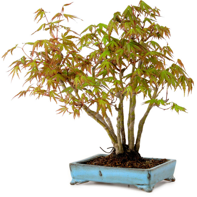 Acer palmatum, 26 cm, ± 15 years old, with a nebari of 7 cm