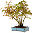 Acer palmatum, 26 cm, ± 15 years old, with a nebari of 7 cm
