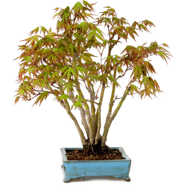 Acer palmatum, 26 cm, ± 15 years old, with a nebari of 7 cm
