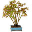 Acer palmatum, 26 cm, ± 15 anni, con nebari di 7 cm