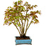 Acer palmatum, 26 cm, ± 15 years old, with a nebari of 7 cm
