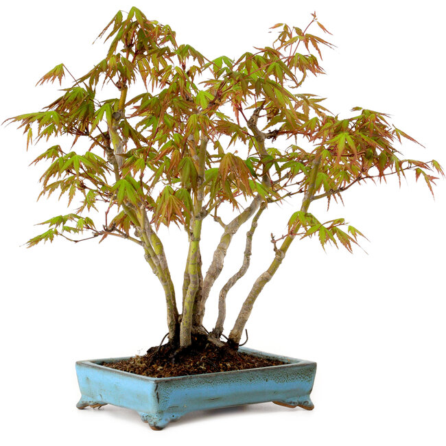 Acer palmatum, 26 cm, ± 15 years old, with a nebari of 7 cm