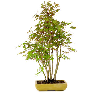 Acer palmatum, 42 cm, ± 15 years old