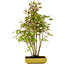 Acer palmatum, 42 cm, ± 15 years old, with a nebari of 8 cm
