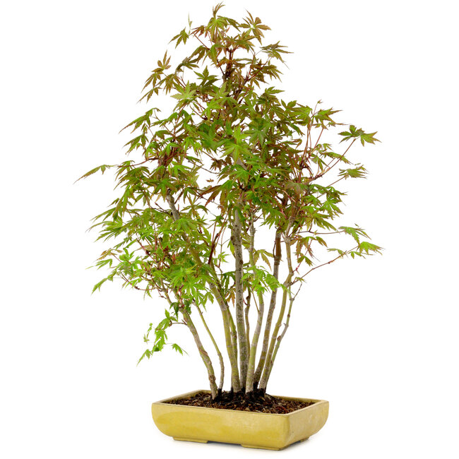 Acer palmatum, 42 cm, ± 15 years old, with a nebari of 8 cm