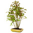 Acer palmatum, 42 cm, ± 15 years old, with a nebari of 8 cm