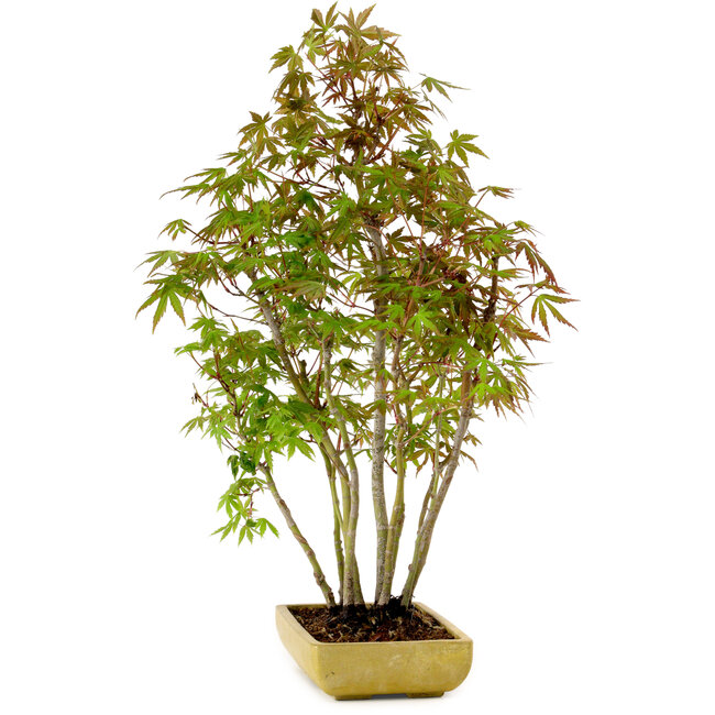 Acer palmatum, 42 cm, ± 15 years old, with a nebari of 8 cm