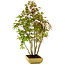 Acer palmatum, 42 cm, ± 15 years old, with a nebari of 8 cm