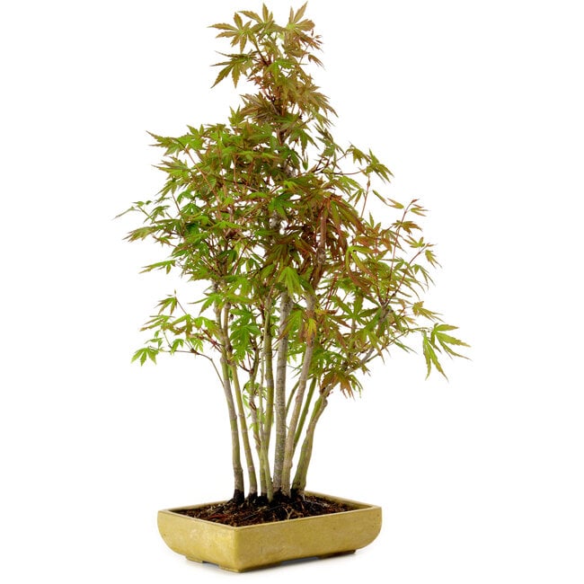 Acer palmatum, 42 cm, ± 15 years old, with a nebari of 8 cm