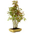 Acer palmatum, 42 cm, ± 15 years old, with a nebari of 8 cm
