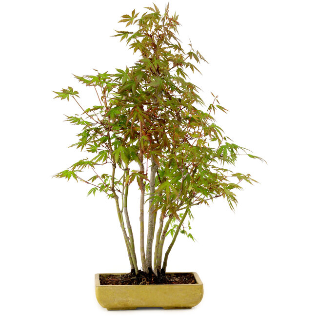 Acer palmatum, 42 cm, ± 15 years old, with a nebari of 8 cm