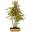 Acer palmatum, 42 cm, ± 15 years old, with a nebari of 8 cm