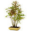 Acer palmatum, 42 cm, ± 15 years old, with a nebari of 8 cm
