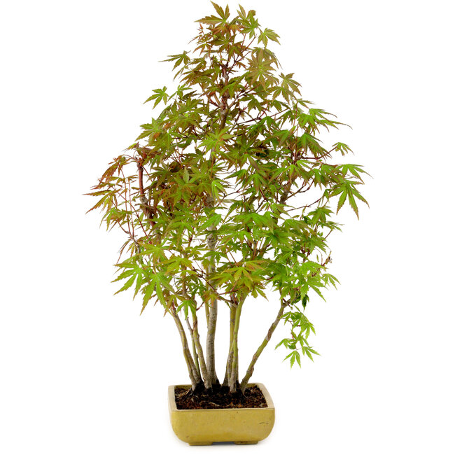 Acer palmatum, 42 cm, ± 15 years old, with a nebari of 8 cm
