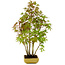 Acer palmatum, 42 cm, ± 15 years old, with a nebari of 8 cm