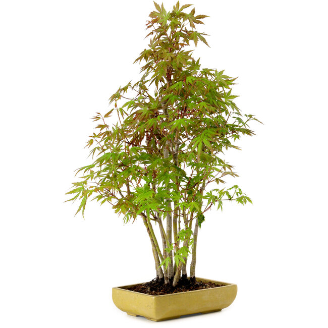 Acer palmatum, 42 cm, ± 15 years old, with a nebari of 8 cm