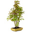 Acer palmatum, 42 cm, ± 15 years old, with a nebari of 8 cm