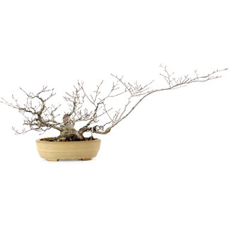 Fagus crenata, 21 cm, ± 20 years old
