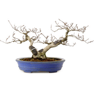 Fagus crenata, 20 cm, ± 20 years old