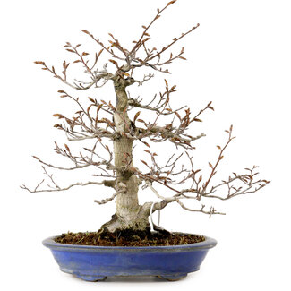 Fagus crenata, 31 cm, ± 20 years old