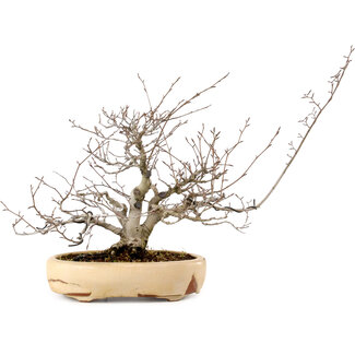 Fagus crenata, 26 cm, ± 20 anni