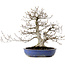 Fagus crenata, 35 cm, ± 20 jaar oud, met een nebari van 17 cm