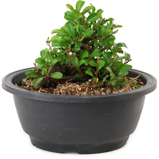 Chaenomeles speciosa, 10 cm, ± 25 years old