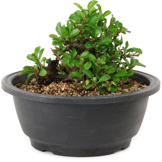 Chaenomeles speciosa, 10 cm, ± 25 years old