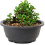 Chaenomeles speciosa, 10 cm, ± 25 years old