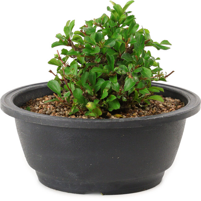 Chaenomeles speciosa, 10 cm, ± 25 years old
