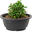 Chaenomeles speciosa, 10 cm, ± 25 years old