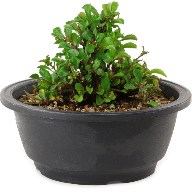 Chaenomeles speciosa, 10 cm, ± 25 years old