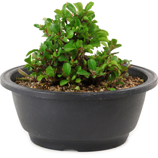 Chaenomeles speciosa, 10 cm, ± 25 years old