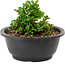 Chaenomeles speciosa, 10 cm, ± 25 years old