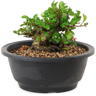 Chaenomeles speciosa, 10 cm, ± 25 years old