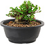 Chaenomeles speciosa, 10 cm, ± 25 years old
